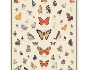 North American Butterflies Antique-Style Poster, Butterfly Identification Chart, Taxonomy Science Art, Unframed 11x14, 16x20, or 24x36 print