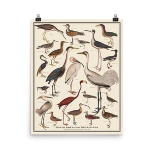 North American Shorebirds No. 1 vintage-style 16x20 bird identification chart, colorful ornithology scientific poster, matte print