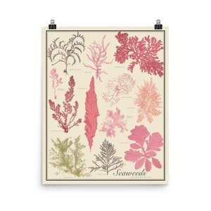 Zeewier nr. 2 antieke stijl botanische grafiek poster, aardetinten, ingelijste 16 "x 20" printTaxonomy Science Art
