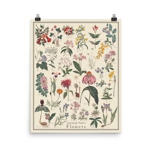 Póster de estilo antiguo con flores nativas americanas, cuadro de identificación de flores, revista Curtis Botanical, impresión sin marco de 16" x 20"