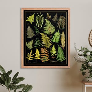Quadro de identificação de samambaias estilo vintage 16x20 emoldurado Golden Ferns, pôster científico de plantas vibrantes com moldura em preto, branco ou madeira