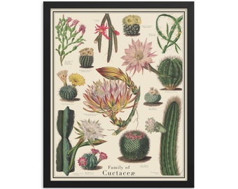 Cactus Antique-Style 16 x 20 Framed Cacti Identification Poster, Curtis Botanical imagesTaxonomy Science Art