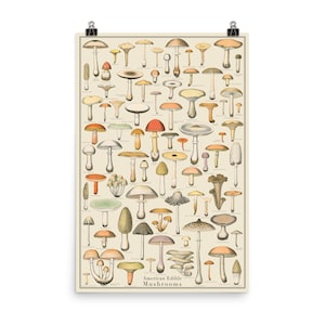 Eetbare Paddestoelen Twee 24x36 Identificatie Print, Fungi Vintage Style Poster, botanische print, Science Art, plantkunde chartTaxonomy Science Art