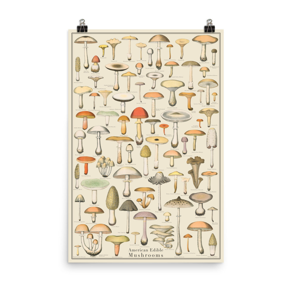 Edible Mushrooms Two 24x36 Identification Print, Fungi Vintage Style Poster, botanical print, Science Art, botany chartTaxonomy Science Art