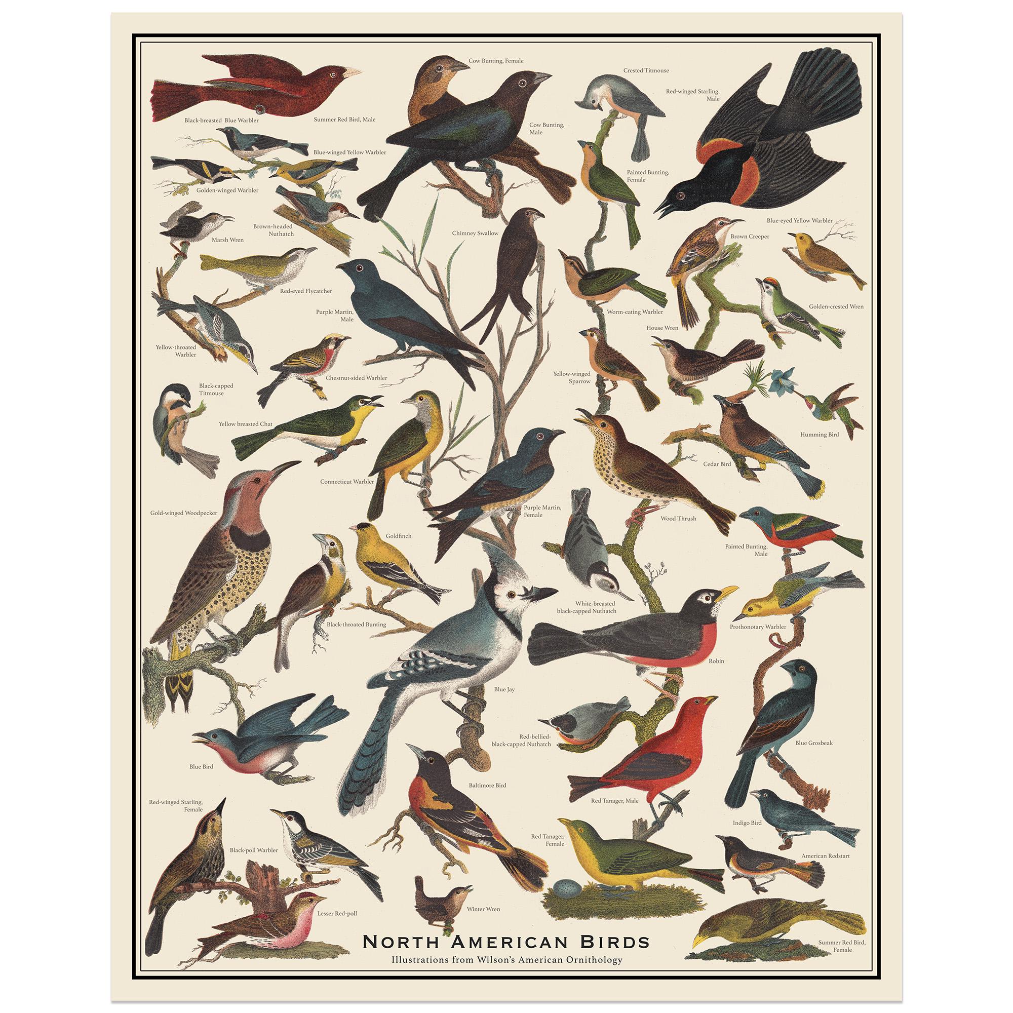 North American Birds Antique-style Poster, Bird Identification