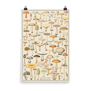 Edible Mushrooms One 24x36 Identification Print, Fungi Vintage Style Poster, botanical print, Science Art, botany chartTaxonomy Science Art