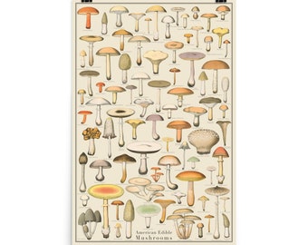 Edible Mushrooms One 24x36 Identification Print, Fungi Vintage Style Poster, botanical print, Science Art, botany chartTaxonomy Science Art