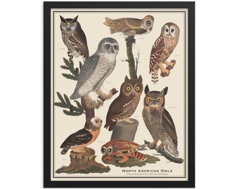 Framed North American Birds 16 x 20 Vintage-Style Bird Identification Print, Scientific Nature Poster