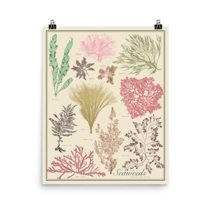 Seaweeds No. 1 Antique-Style Botanical Chart Poster, Earth tones, Unframed 16"x20" printTaxonomy Science Art
