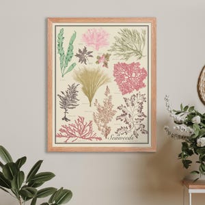 Seaweed No. 1 gerahmte 16x20 Vintage-Style Bestimmungskarte, buntes wissenschaftliches Poster mit Rahmen in schwarz, weiß oder Holz