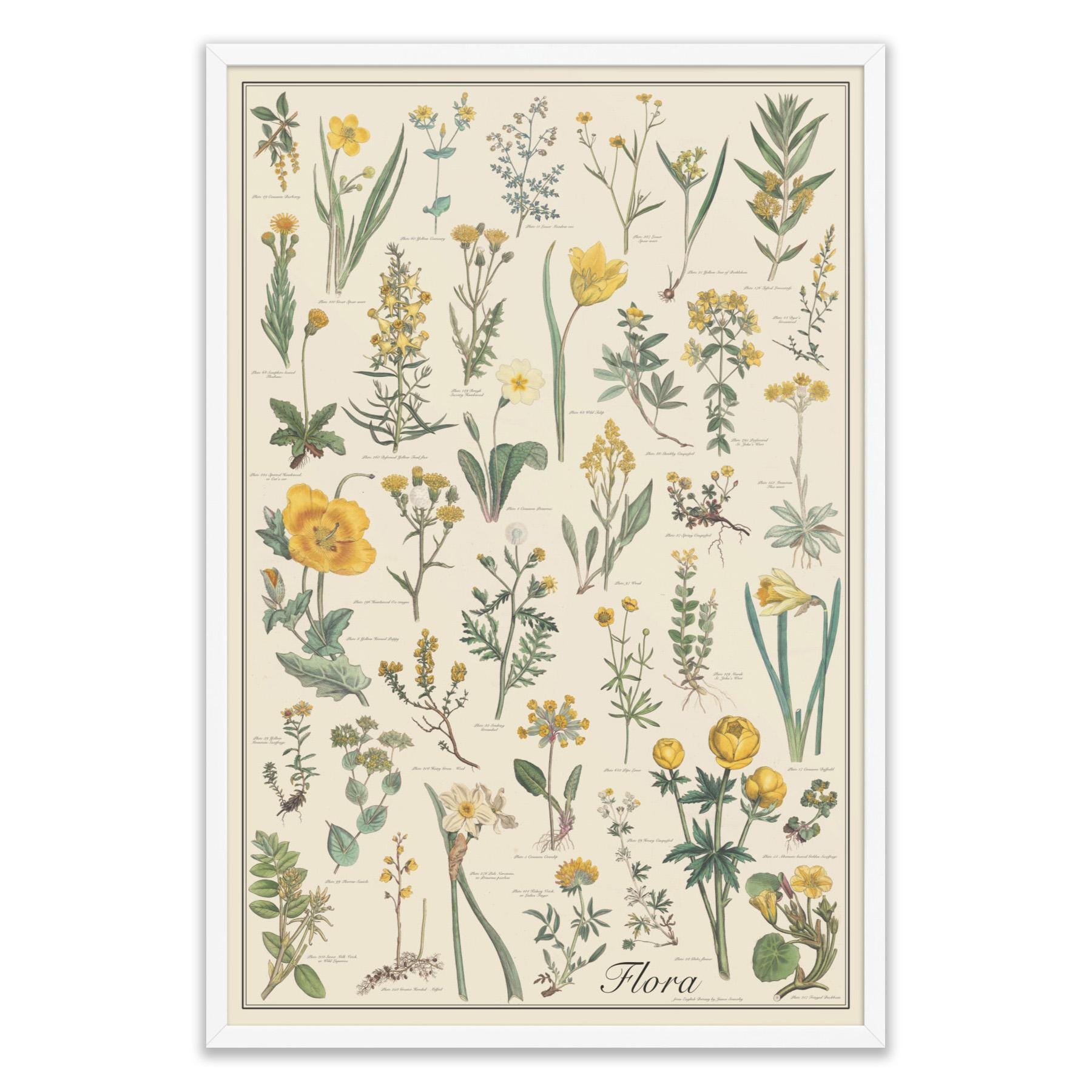 Flora Framed 24x36 Vintage-style Flower Identification Chart