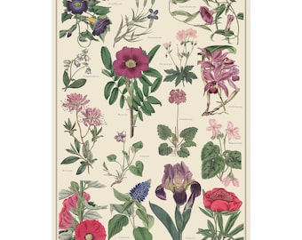 Flower Families 1 vintage-style 24x36 plant identification chart, magenta and violet floral scientific poster