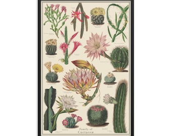 Cactus Antique-Style 24 x 36 Framed Cacti Identification Poster, Curtis Botanical vintage artwork, Scientific Large Print