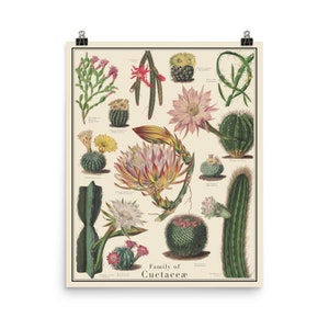 Cactus antieke stijl poster, cactussen identificatie grafiek, Curtis botanische tijdschrift beelden, ingelijste 16 "x 20" printTaxonomy Science Art