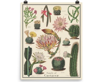 Cactus Antique-Style Poster, Cacti Identification chart, Curtis Botanical Magazine images, Unframed 16"x20" printTaxonomy Science Art
