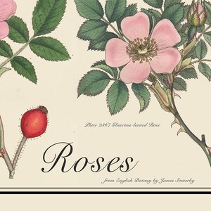May include: A vintage botanical illustration of a pink rose with green leaves and a red rose hip. The text "Plate 2367 Glaucous-leaved Rose" and "Roses from English Botany by James Sowerby" is printed below the image.