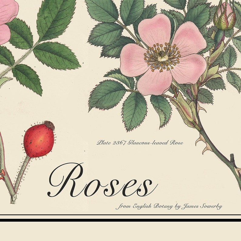 May include: A vintage botanical illustration of a pink rose with green leaves and a red rose hip. The text "Plate 2367 Glaucous-leaved Rose" and "Roses from English Botany by James Sowerby" is printed below the image.