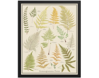 Framed Gynogramma Ferns 16 x 20 Vintage-Style Framed Botanical Chart Poster, Plant Identification Print