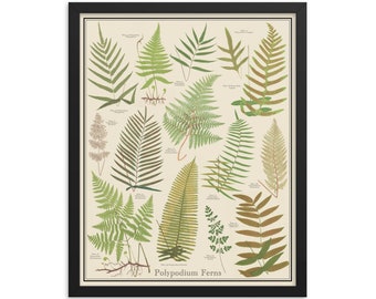 Framed Polypodium Ferns 16 x 20 Vintage-Style Plant Identification Print, Botanical Chart Poster