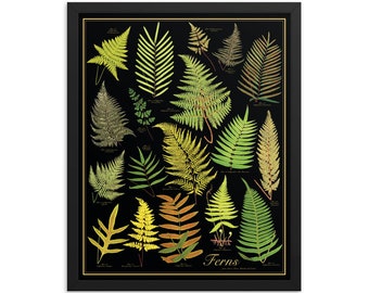 Framed Golden Ferns Antique-Style Botanical Chart Poster, Black and Gold, 16"x20" print