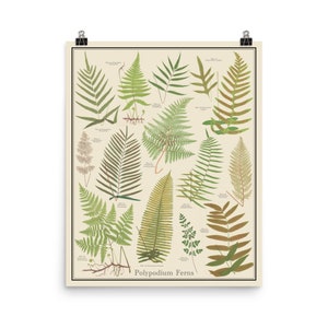 Polypodium Varens Vintage-Stijl plant identificatie poster, 16 x 20 Botanische Grafiek Poster, niet ingelijstTaxonomy Science Art