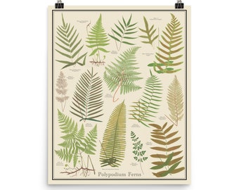 Polypodium Ferns Vintage-Style plant identification poster, 16 x 20 Botanical Chart Poster, unframedTaxonomy Science Art