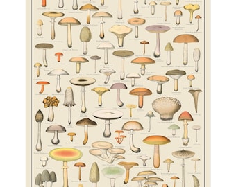 Vintage-style Edible Mushrooms Identification Poster #1, botanical print, Scientific Poster, botany chart, Mushroom Taxonomy Art