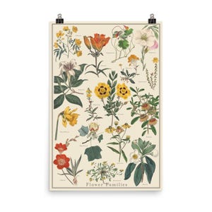 Flower Families 2 24x36 Pflanzenidentifikationskarte im Vintage-Stil, wissenschaftliches Poster in Orange und Gelb