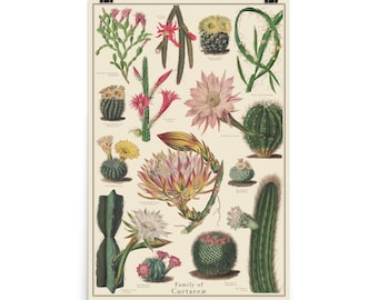 Cactus Antique-Style Poster, Cacti Identification chart, Curtis Botanical Magazine images, Unframed 24"x36" printTaxonomy Science Art