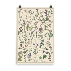 Fleur antieke stijl botanische grafiek poster, blauwe en violette bloemen door Sowerby, niet-ingelijste 24 "x 36" plantkunde printTaxonomy Science Art
