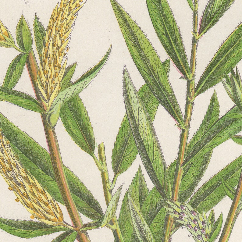 Pl 199 Common White Willow chromolithograph Anne Pratt antique 1st edition 1860 vintage botanical print Yellow Willow or Golden Osier