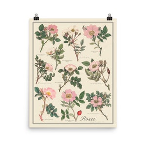 Rozen antieke stijl botanische grafiek poster, roze bloemen door Sowerby, niet-ingelijste 16 "x 20" printTaxonomy Science Art
