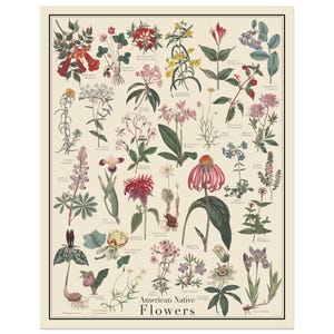 American Native Flowers Antique-Style Poster, Flower Identification chart, Curtis Botanical Magazine, Unframed 11x14, 16x20, or 24x36 print
