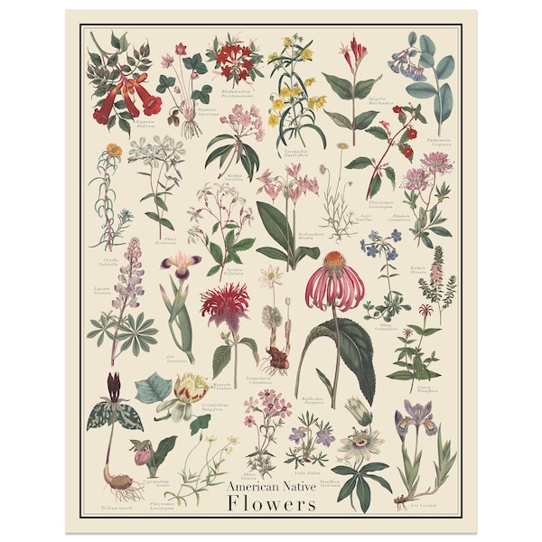 American Native Flowers Antique-Style Poster, Flower Identification chart, Curtis Botanical Magazine, Unframed 11x14, 16x20, or 24x36 print