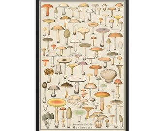 Edible Mushrooms One Framed 24x36 Identification Print, Fungi Vintage Style Poster, botanical print, Science Art, botany chart, Large