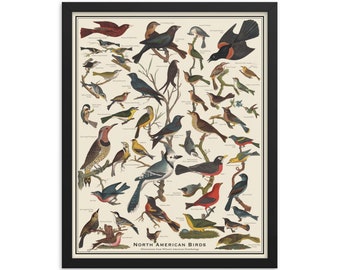 North American Birds 16 x 20 Framed Bird Identification Chart, Vintage Style Poster Artwork from Wilson's American Ornithology