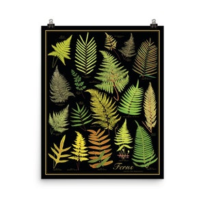 Cartel de la carta botánica de estilo antiguo de helechos dorados, fondo negro con tonos tierra verdes y dorados, impresión sin marco de 16 "x20"