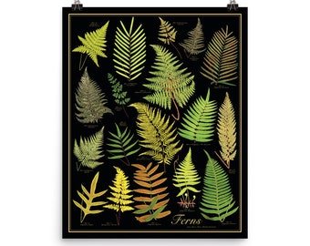 Golden Ferns Antique-Style Botanical Chart Poster, Black background with green and gold earth tones, Unframed 16"x20" print