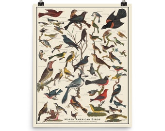 North American Birds Antique-Style Poster, Bird Identification chart, Wilson's American Ornithology, Unframed 16"x20" print