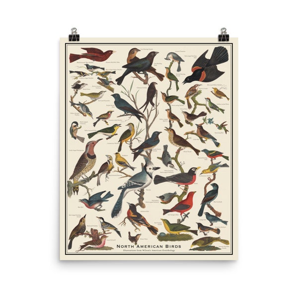 North American Birds Antique-Style Poster, Bird Identification chart, Wilson's American Ornithology, Unframed 16"x20" print