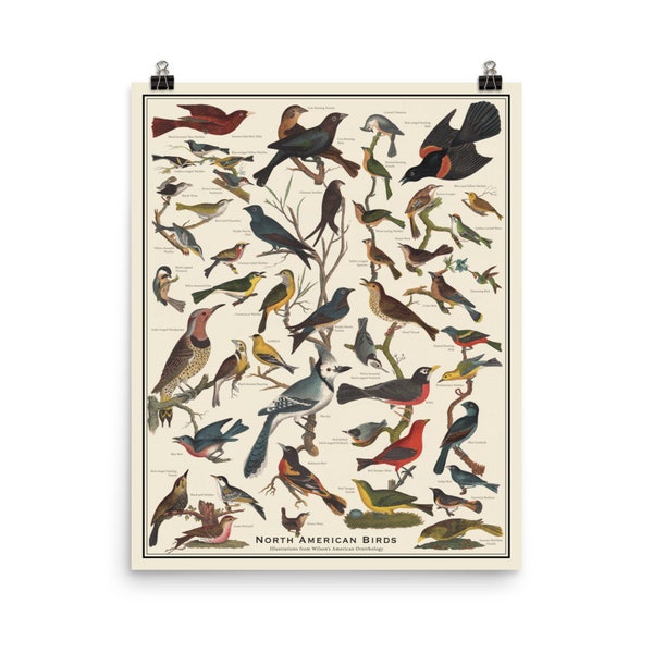 Sibleys Backyard Birds of Eastern North America Poster - Etsy Canada
