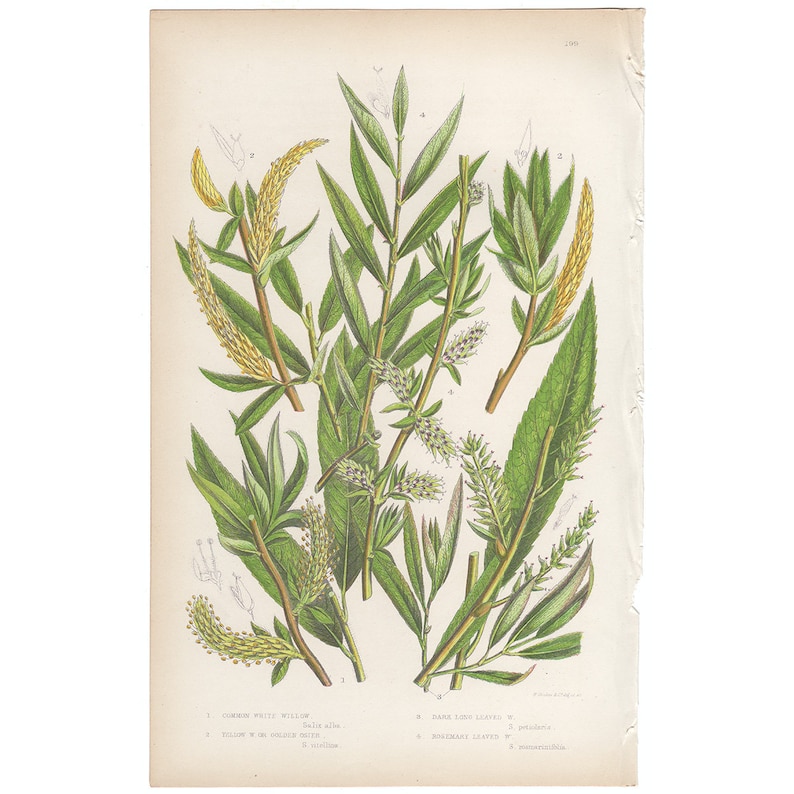 Pl 199 Common White Willow chromolithograph Anne Pratt antique 1st edition 1860 vintage botanical print Yellow Willow or Golden Osier