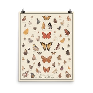 Noord-Amerikaanse vlinders antieke stijl poster, vlinder identificatie grafiek, ingelijste 16 "x 20" printTaxonomy Science Art