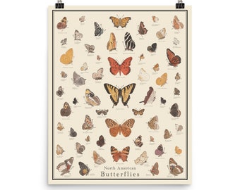North American Butterflies Antique-Style Poster, Butterfly Identification Chart, Unframed 16"x20" printTaxonomy Science Art