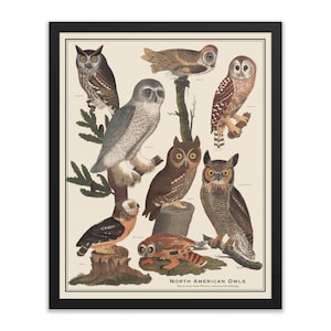Framed vintage-style Owls Poster poster, North American Owls Scientific Identification chart Birdwatcher gift, 16x20 or 11x14 print