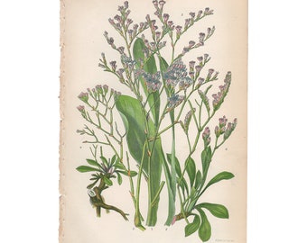Anne Pratt antique botanical print from 1860 chromolithograph, vintage book plate, Pl 172 Violet Sea Lavender