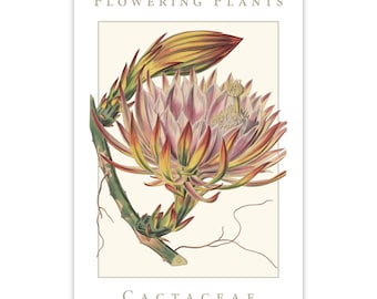 Cactaceae Family Flowering Plants: Long-stemmed Cereus or Torch-thistle museum quality matte poster, botanical print