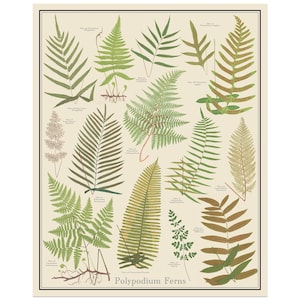 Polypodium Ferns Vintage-Style plant identification poster, 16 x 20 Botanical Chart Poster, unframedTaxonomy Science Art