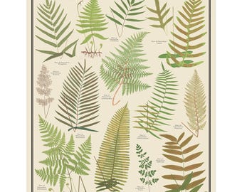 Polypodium Ferns Vintage-Style plant identification poster, 16 x 20 Botanical Chart Poster, unframedTaxonomy Science Art