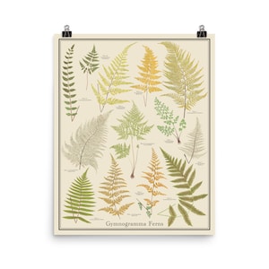 Gynogramma varens vintage-stijl 16 x 20 botanische grafiek, plant identificatie postertaxonomie wetenschap kunst
